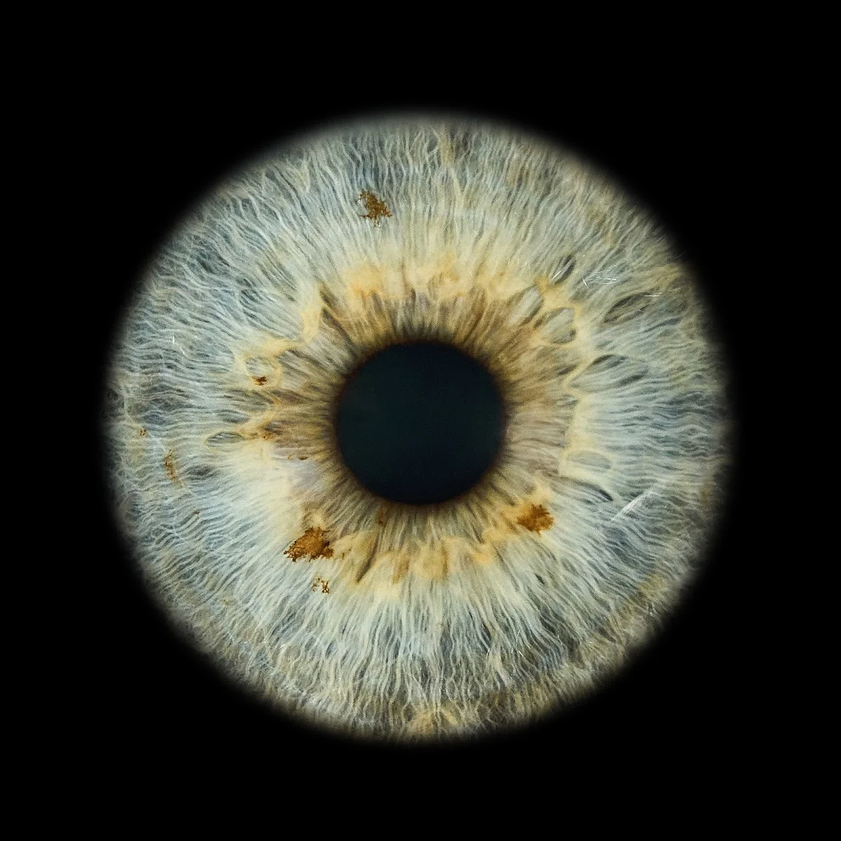 Iris con Alma